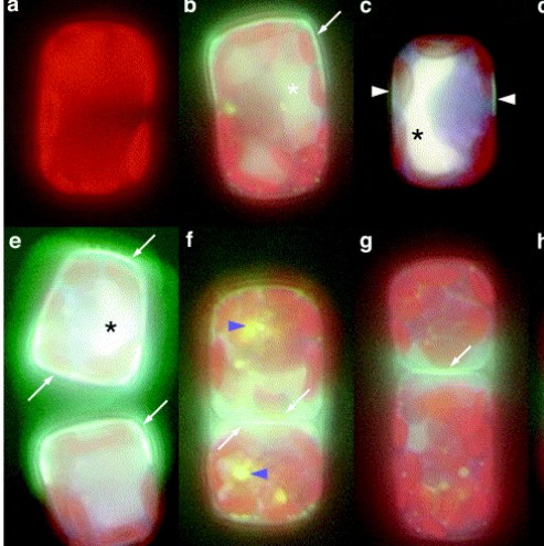 使用LUYOR-3410紫外线灯观察PDMPO 荧光染料荧光