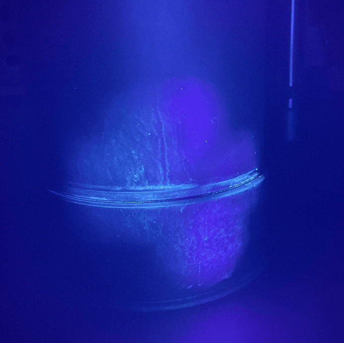 食品行业中的生物膜是怎么形成，有什么办法解决？